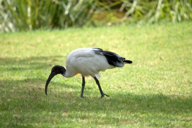 the ibis is a black and white seabird. It has a black head and neck and a white body