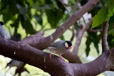 the java sparrow has a black head white cheeks red beak and grey wings