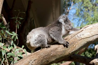 the koala is climbing up a eucalyptus tree