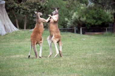 İki erkek kanguru, dişilerle kimin çiftleşeceği konusunda kavga ediyor.