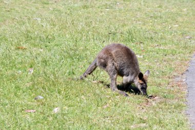 the swamp wallaby joey  is a medium size wallaby with a grey and tan body and a long tail