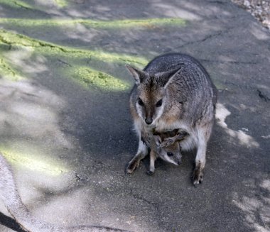 Tammar valabisi bronz kolları, beyaz yanak çizgileri ve uzun kuyruğu olan küçük gri bir valabidir.