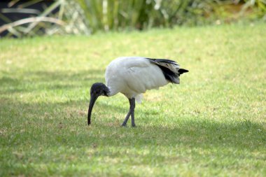 the ibis is a black and white seabird. It has a black head and neck and a white body
