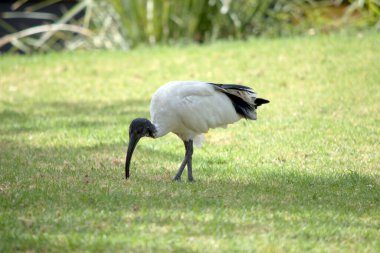 the ibis is a black and white seabird. It has a black head and neck and a white body clipart