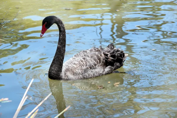 Black Swan All Black Waterbird Red Bill White Stripe Red — Foto de Stock