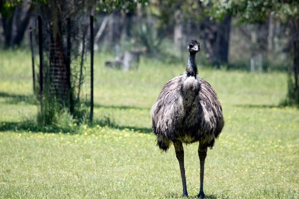 The australian emu  is covered in primitive feathers that are dusky brown to grey-brown with black tips. The Emu\'s neck is bluish black and mostly free of feathers.