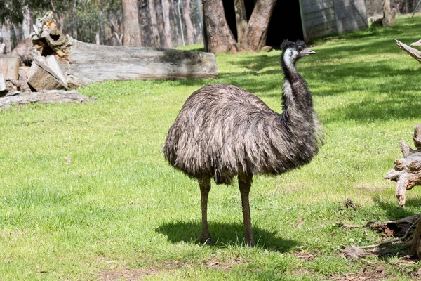 the emu covered in primitive feathers that are dusky brown to grey-brown with black tips. The Emu's neck is bluish black and mostly free of feathers. Their eyes are yellowish brown to black and their beak is brown to black.