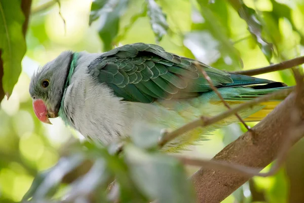 this a side view of a malabar parakeet