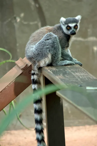 the ring tailed lemur faces are white with dark triangular eye patches and a black nose. True to their name, ring-tailed lemurs\' tails are ringed with 13 alternating black and white bands.