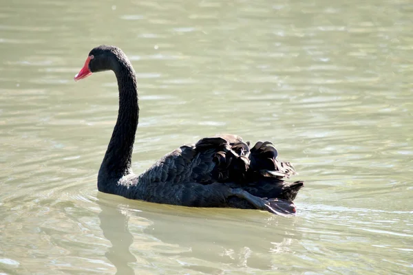 the Australian black swan is all black with red eyes and bill.