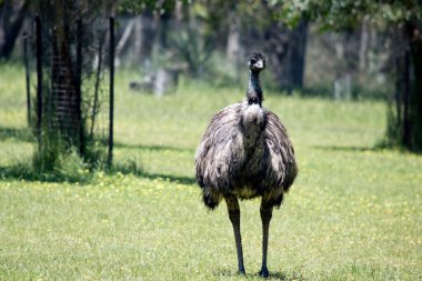 The australian emu  is covered in primitive feathers that are dusky brown to grey-brown with black tips. The Emu's neck is bluish black and mostly free of feathers.