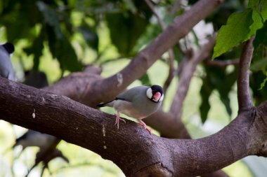 the java sparrow has a black head white cheeks red beak and grey wings