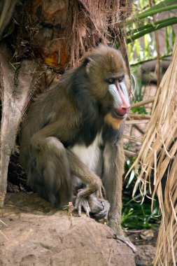 the male mandrill is sitting on a rock