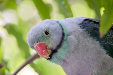 the malabar parakeet or blue winged parrokeet is pale blue with a red beak