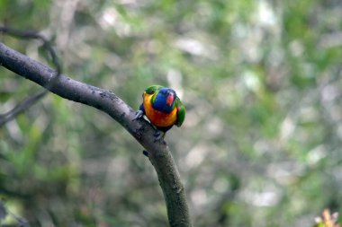 Gökkuşağı lorisi bir dala tünemiş.