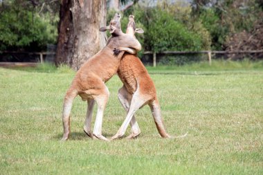 the two male kangaroos are fighting over who will end up mating with the females. They look like they are dancing but there in a deadly fight