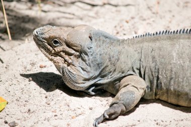 rhinoceros iguanas have large, heavy-bodied lizard with a uniform gray body; males have 3 horn-like protrusions on their head