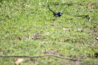 Süper peri açık mavi bir başlık, kulak tutamları ve yanaklar; siyah bir göz çizgisi; koyu mavi-siyah boğaz; kahverengi kanatlar ve beyaz göğüs ve göbek. Yetişkin erkeğin gagası siyah, bacakları kahverengi.