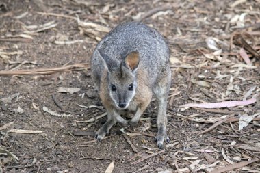 Tammar valabisi küçük bir kesedir. Gri ve bronzdur. Göğsü beyazdır.