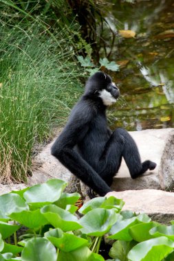 the male white cheeked gibbon has a black body with white cheeks