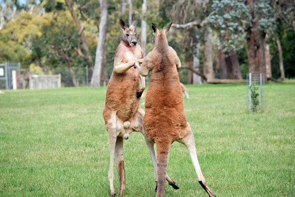 İki erkek kırmızı kanguru çetenin baskın konumu için savaşıyor.