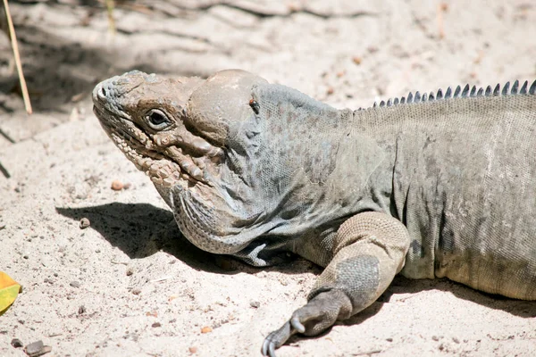 rhinoceros iguanas have large, heavy-bodied lizard with a uniform gray body; males have 3 horn-like protrusions on their head