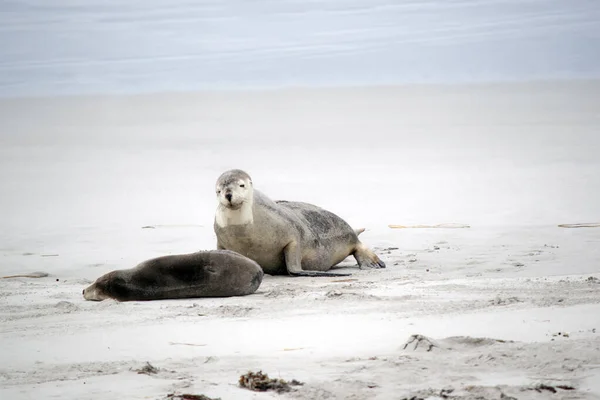 the sea lion pup is resting while his mother watches they are on the beach at sea bay