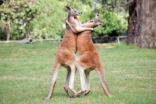 Two Male Red Kangaroos Fighting Dominant Position Mob lizenzfreie Stockfotos