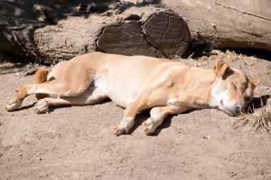 Dingo Avustralyalı bir yerli köpektir. 