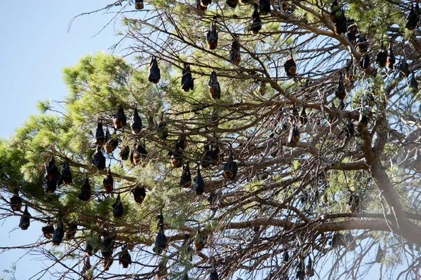 Pipistrelli Della Frutta Noti Anche Come Megabati Sono Grandi Mammiferi — Foto Stock