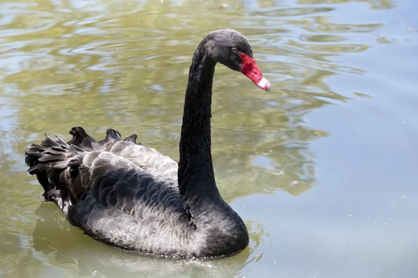 Black Swan All Black Waterbird Red Bill White Stripe Red — Foto Stock