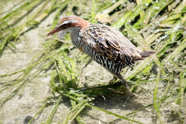 the buff banded rail has a distinctive grey eyebrow and an orange-brown band on its streaked breast. The lores, cheek and hindneck are rich chestnut. The chin and throat are grey, the upperparts streaked brown and the underparts barred black and whit