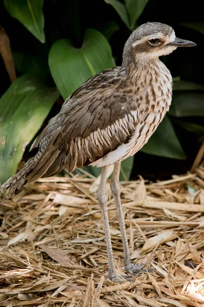 Bush Stone Curlew Gangly Legs Large Yellow Eyes Has Grey — Stock Photo, Image
