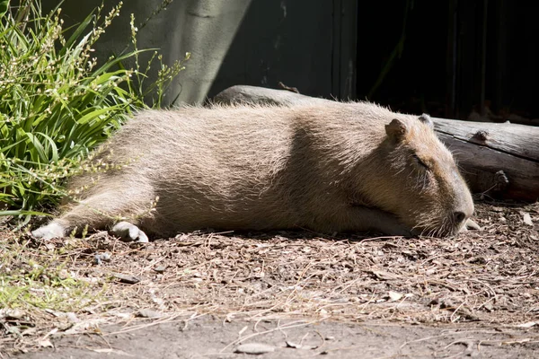 Capybara Large Brown Rodent Size Dog — Stock Photo, Image