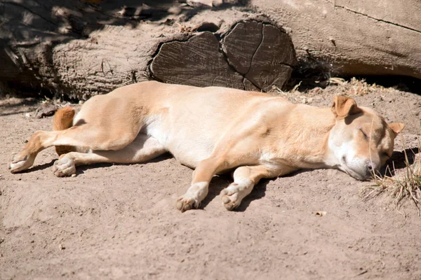Dingo Een Australische Inheemse Hond — Stockfoto