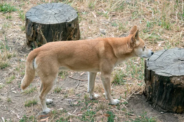 Dingos São Naturalmente Magros Como Galgo Com Orelhas Grandes Permanentemente — Fotografia de Stock