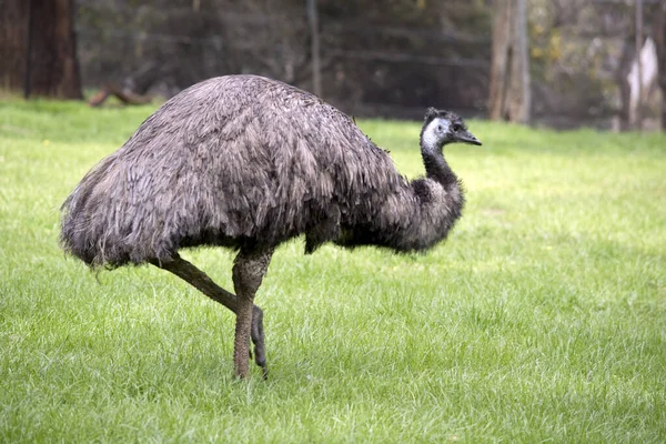 Esta Una Vista Lateral Emú Australiano Caminando Por Campo —  Fotos de Stock
