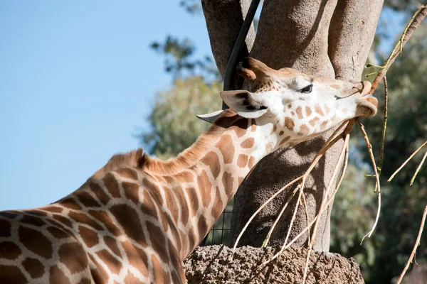 Guraffe Uzun Kara Memelisidir Boynu Boyunda Zürafa Ayrıca Paltosundaki Eşsiz — Stok fotoğraf
