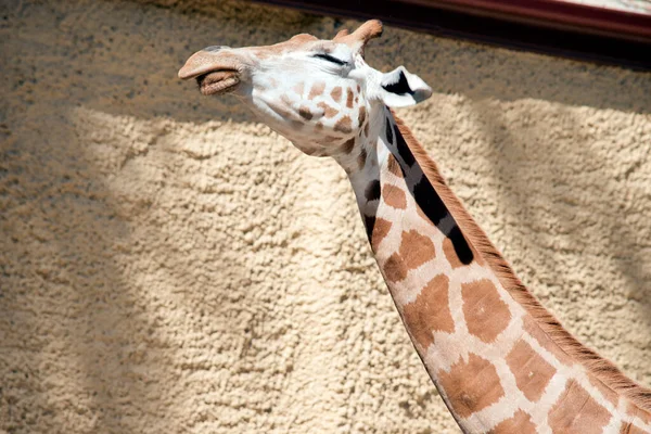 Jovem Girafa Tem Manchas Marrons Fundo Crean Tem Chifres Pequenos — Fotografia de Stock