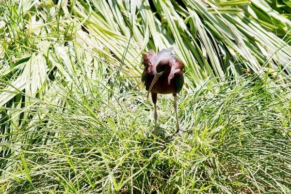 Brillante Ibis Tiene Distintivo Pico Largo Curvado Hacia Abajo Color — Foto de Stock