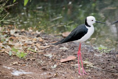 Siyah kanatlı stil. Pembe bacaklı siyah beyaz bir deniz kuşudur. Dar siyah gagalı beyaz bir kafası, beyaz göğsü ve siyah kanatları vardır.