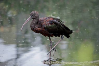 Parlak aynak boynu kırmızımsı-kahverengidir ve gövdesi bronz-kahverengidir. Kanatlarında metalik yanardöner bir parıltı vardır. Parlak Ibis 'in belirgin uzun, eğri büğrü bir gagası vardır. Rengi zeytin-kahverengidir..