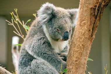 the koala has a large black nose, brown eyes, fluffy white ears with a white chest and grey body and black claws
