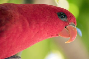Kırmızı lori kırmızı bir gövdeye sahiptir. Turuncu gagalı, mavi ve siyah kanatlı.