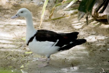 Radjah Shelduck 'in beyaz bir kafası, kahverengi kanatları ve pembe bir gagası var.