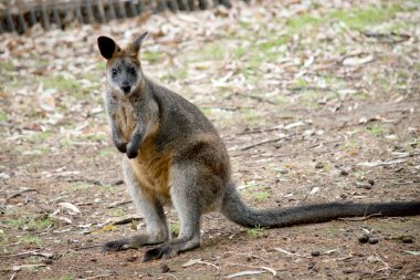 Bataklık valabisinin daha koyu veya siyah uzuvları ve uzun kuyruğu olan gri ve kahverengi renkli uzun, kaba bir kürkü vardır..