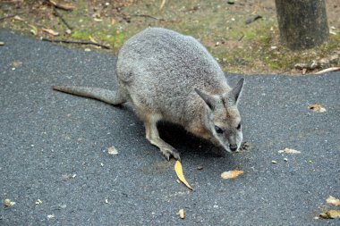 Tammar valabinin koyu grimsi üst kısımları, daha soluk alt kısımları, paslı kenarları ve uzuvları vardır. Tammar valabisinin yüzünde ve bıyıklarında beyaz çizgiler var.