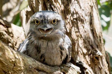 the Tawny Frogmouth is silver-grey, slightly paler below, streaked and mottled with black and rufous. The eye is yellow in both forms, and the wide, heavy bill is olive-grey to blackish.