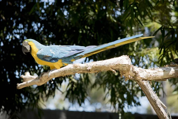 the blue and gold back and upper tail feathers are brilliant blue; the underside of the tail is olive yellow. Forehead feathers are green. Wing feathers are blue with green tips; underwing coverts and breast are yellow-orange.