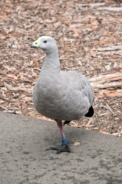 Cape Barren Goose Είναι Μια Πολύ Μεγάλη Χλωμή Γκρίζα Χήνα — Φωτογραφία Αρχείου